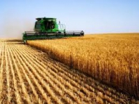 Central-European cereals (except rice)  leguminous crops  oil seeds producer open for sale